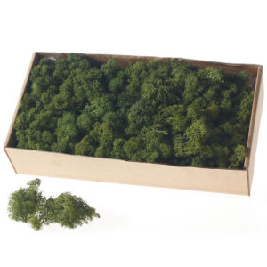 USA Quality Reindeer Moss 1 lbs / Box - Dark Green