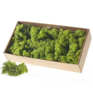 USA Quality Reindeer Moss 1 lbs / Box - Spring Green