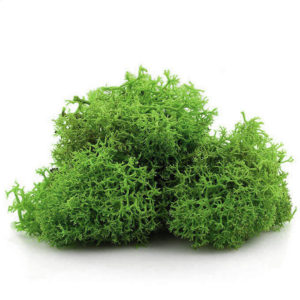 USA Natural Reindeer Moss 4 oz Bag - Spring Green