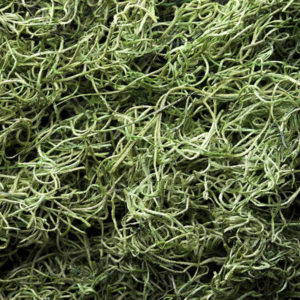 Mexico Spanish Moss 1 lb Bag - Green