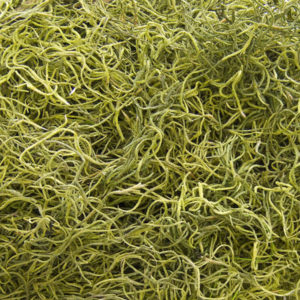 Mexico Spanish Moss 1 lb Bag - Chartreuse