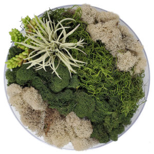 Moss Decor Centerpiece with Faux Succulents - Clear