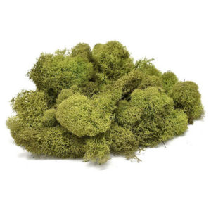 USA Natural Reindeer Moss 4 oz Bag - Light Green