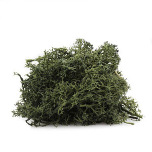 USA Natural Reindeer Moss 4 oz Bag - Dark Green