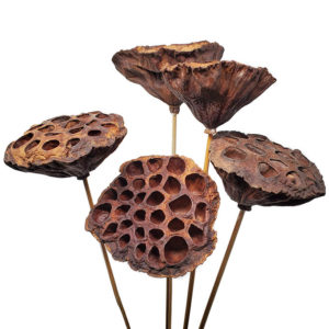 5 Stem Natural Lotus Pods